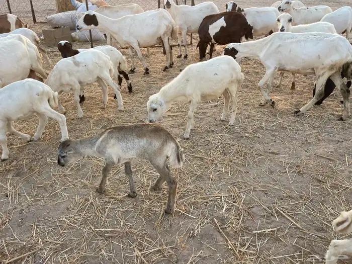 غنم رفيدية خلفات 1