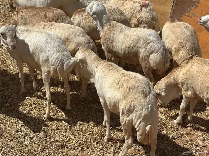 برابر ورفيديات وتيوس مرابي طب وتخير 50