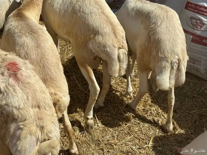 برابر ورفيديات وتيوس مرابي طب وتخير 20