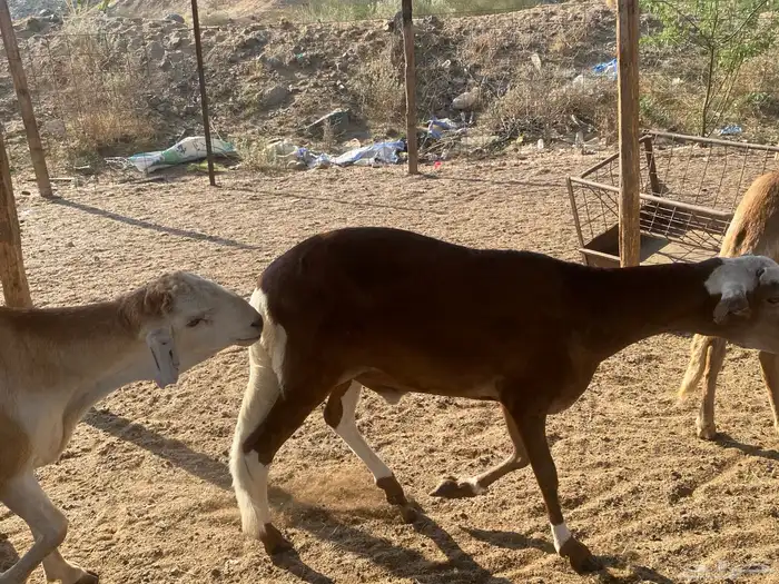 طليان مناسبات وزن عالي 1