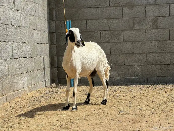 نعجة حرشا دافع 0