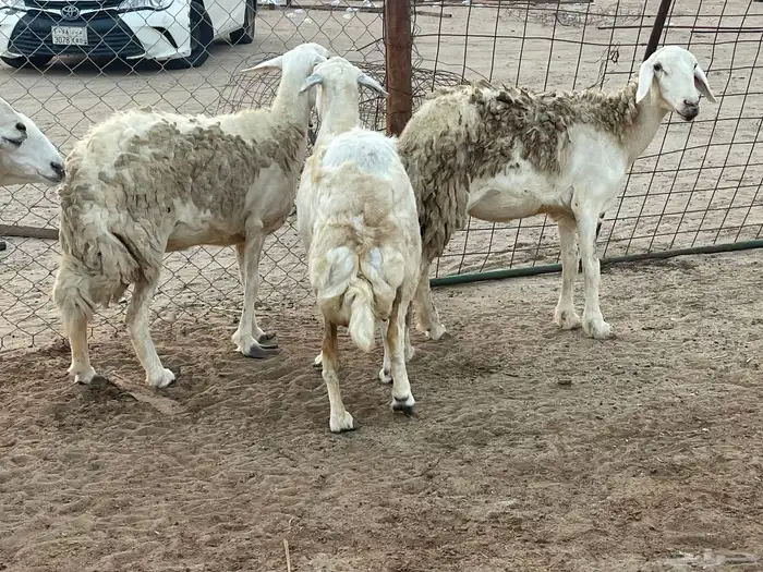 20 غنم حريات دفيع غنم طيبات بالحيل ماشاءالله تم البيع 3