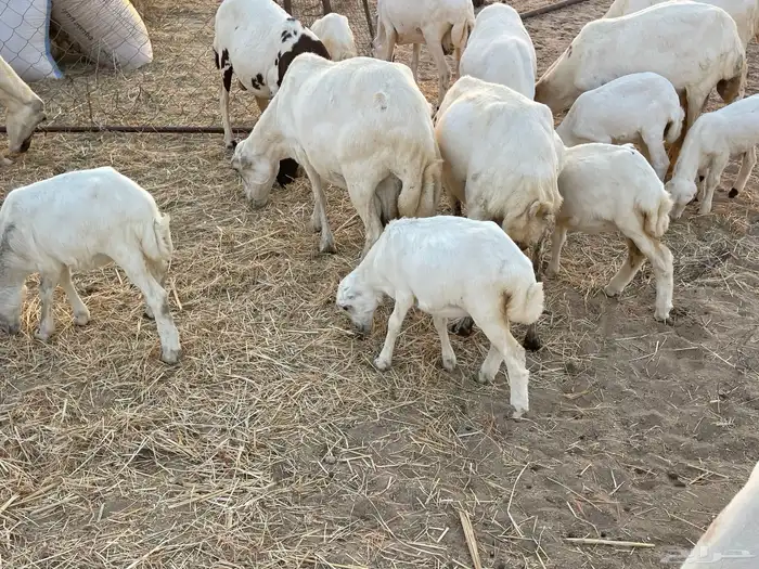 غنم رفيدية خلفات 22