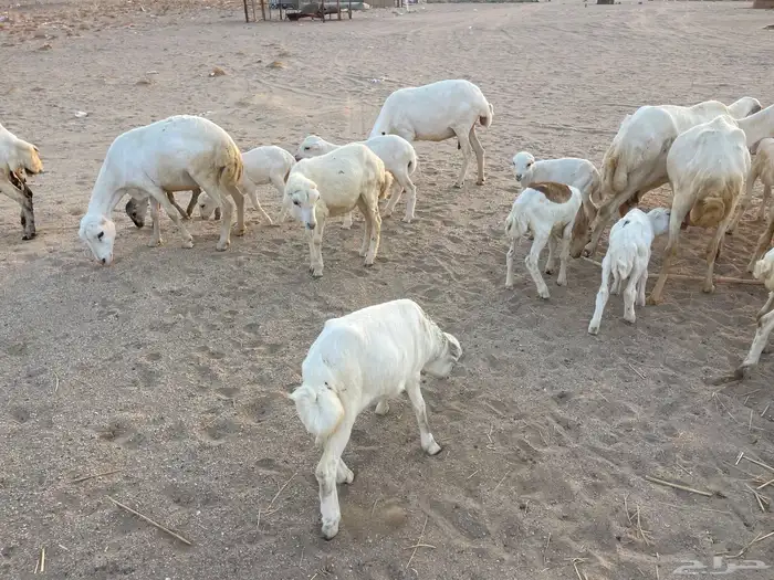 غنم رفيدية خلفات 12
