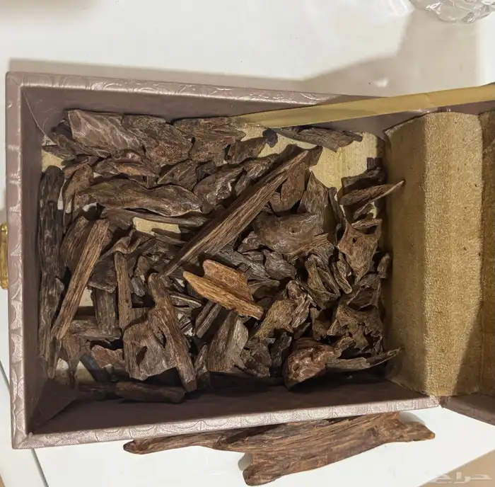 عود لاوسي نوادر   اندر وتر 0