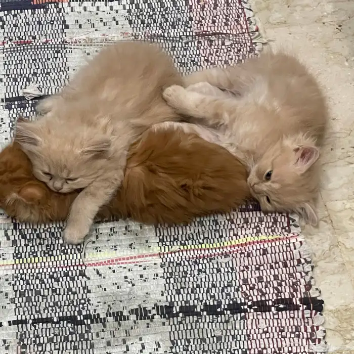 قطط شيرازي للبيع 2