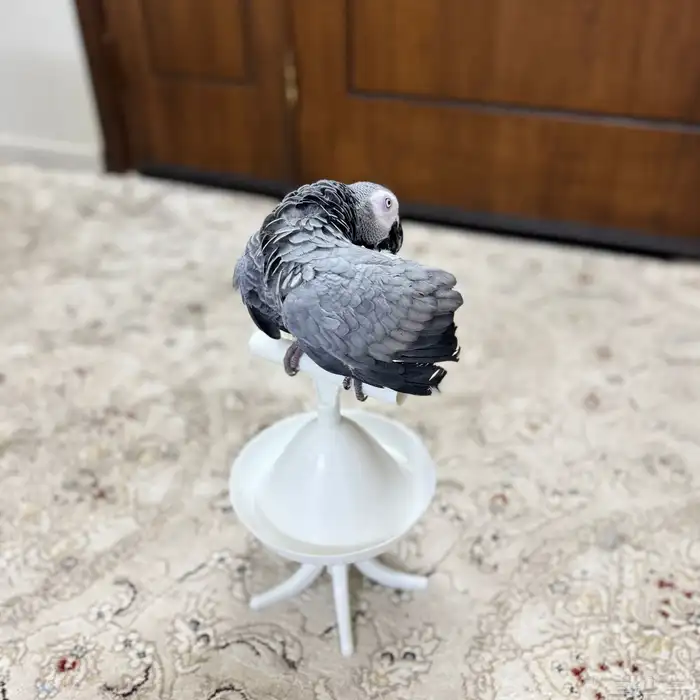 ببغاء كاسكو 4
