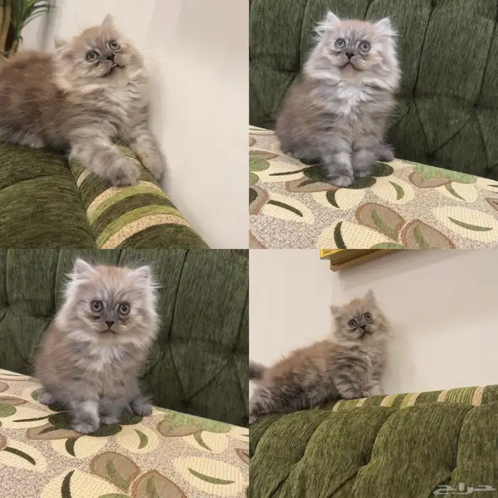 للبيع قطه كيتن شيرازي مون فيس انثى 0
