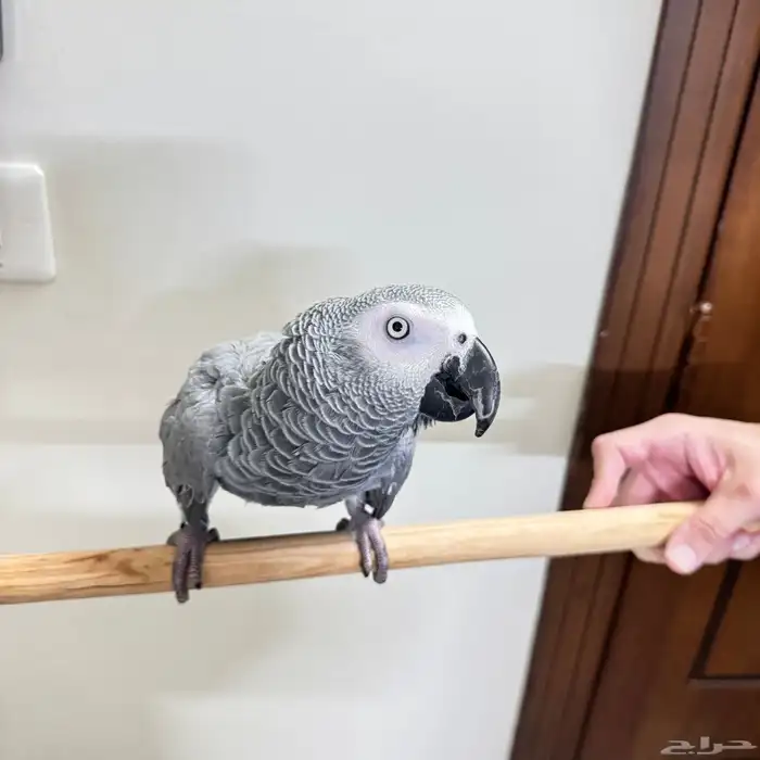 ببغاء كاسكو 2