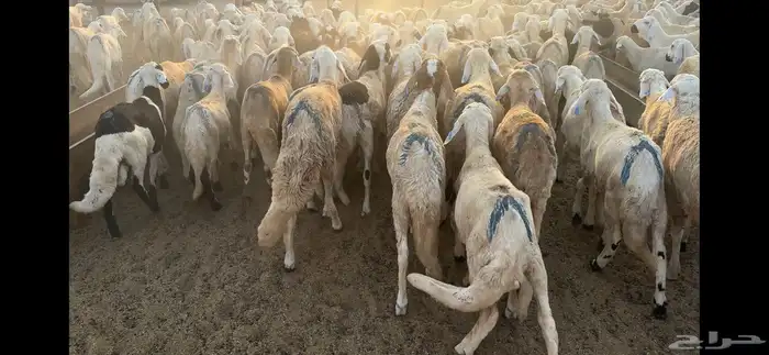 طليان سواكني مرابي 0