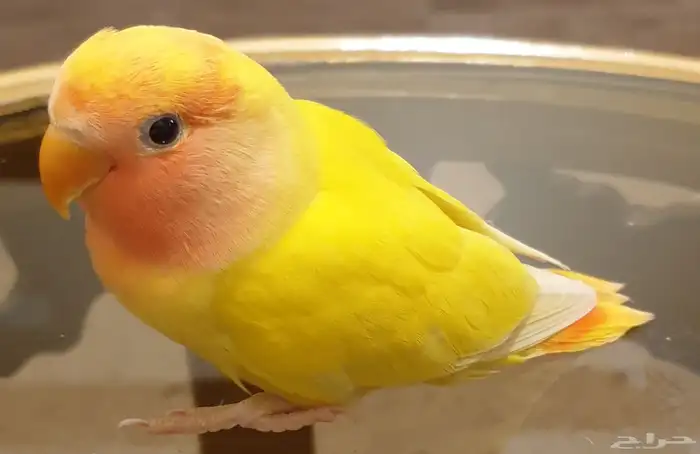 فرخ روز هدد Tame Chick محجل 9