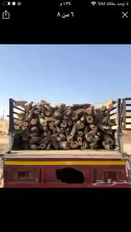 دينا 3