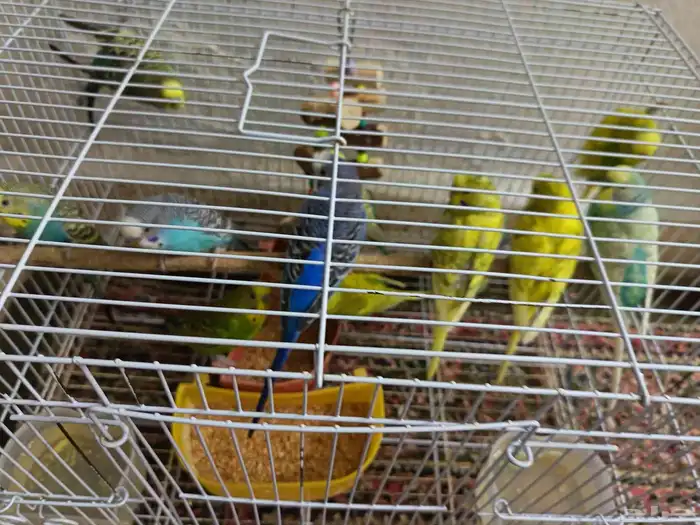 بادجي عصافير حب 4