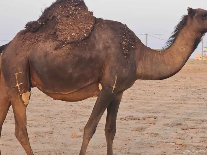 لقحه ملاقي صفراء مجاهيم 0