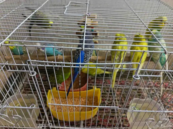 بادجي عصافير حب 3