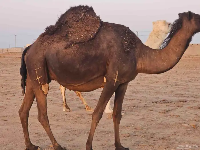 لقحه ملاقي صفراء مجاهيم 2