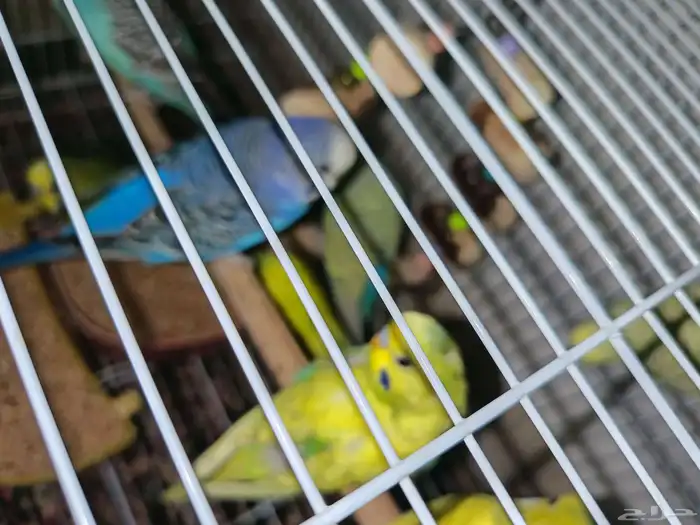 بادجي عصافير حب 6