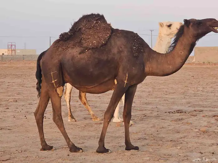 لقحه ملاقي صفراء مجاهيم 3