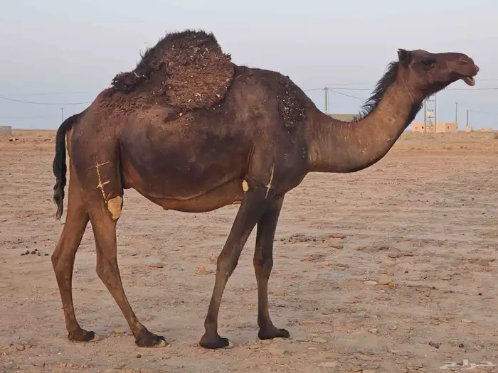 لقحه ملاقي صفراء مجاهيم 1