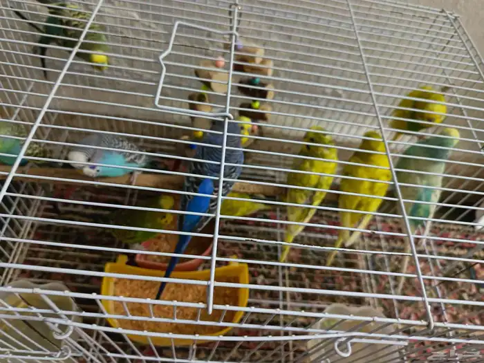 بادجي عصافير حب 1