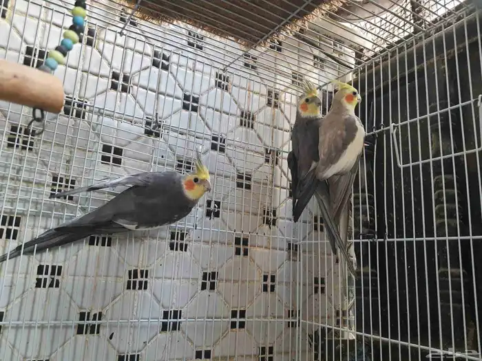 3 ذكور كروان للبيع 0