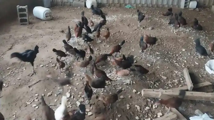 دجاج احجام مختلفه للبيع بلكامل 1