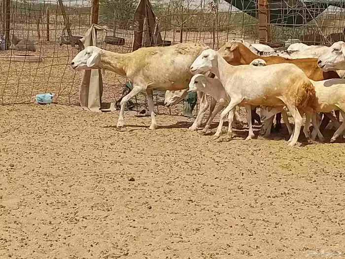 غنم خلفات رفيديه العدد 7 تحتها 8 7
