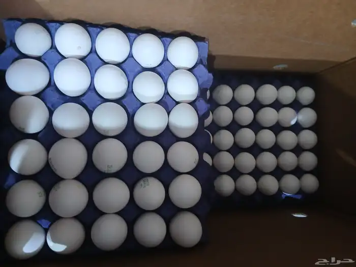 بيض ما ئده طازج البيع جمله وتجزئه وتوريد فنادق واسواق واعاشا 0