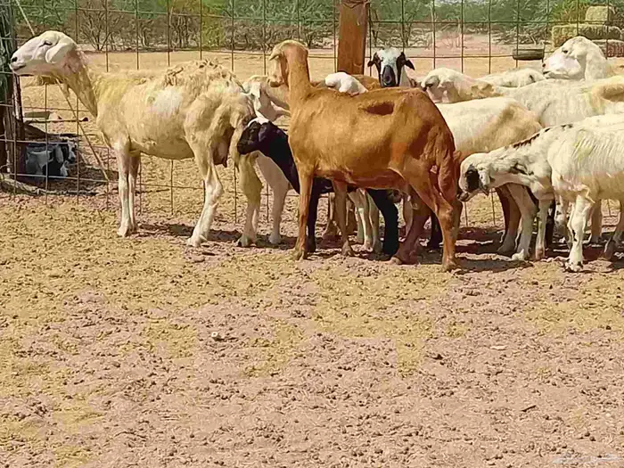 غنم خلفات رفيديه العدد 7 تحتها 8 5