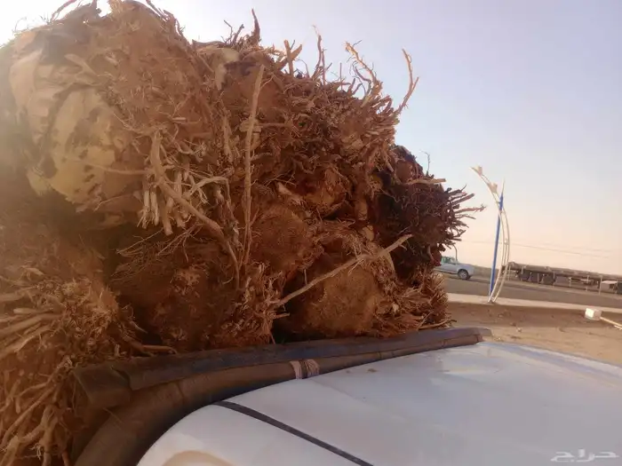 يوجد لدينا جميع انواع النخيل وجميع انواع المقاسات مختلفه 4