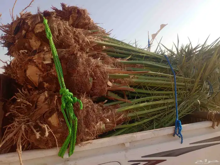 يوجد لدينا جميع انواع النخيل وجميع انواع المقاسات مختلفه 2