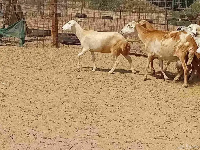 غنم خلفات رفيديه العدد 7 تحتها 8 9