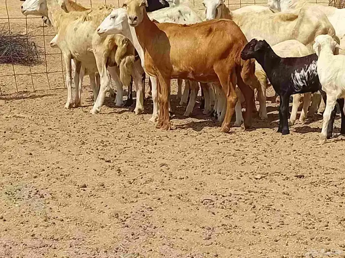 غنم خلفات رفيديه العدد 7 تحتها 8 4