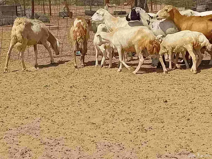 غنم خلفات رفيديه العدد 7 تحتها 8 6