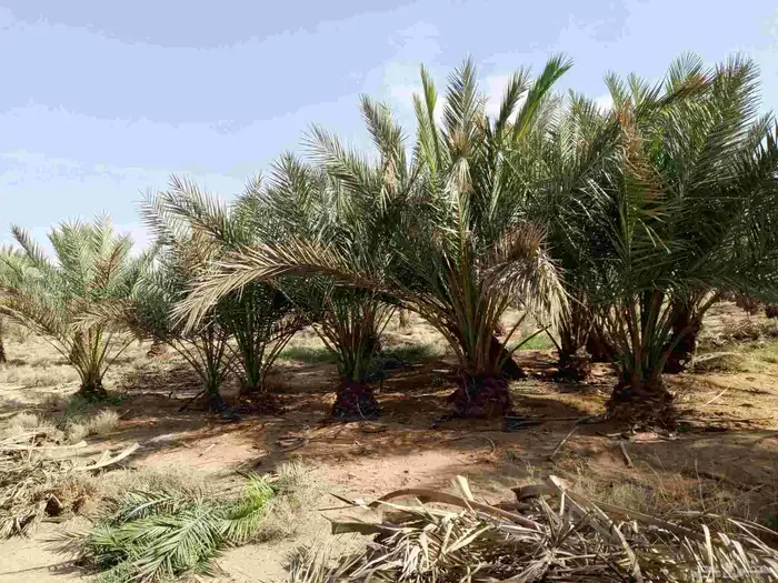 يتوجدلديناجميع انواع الفسيل بجميع انوعها ومقساتها 3