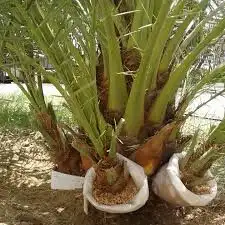 نخل للبيع 3