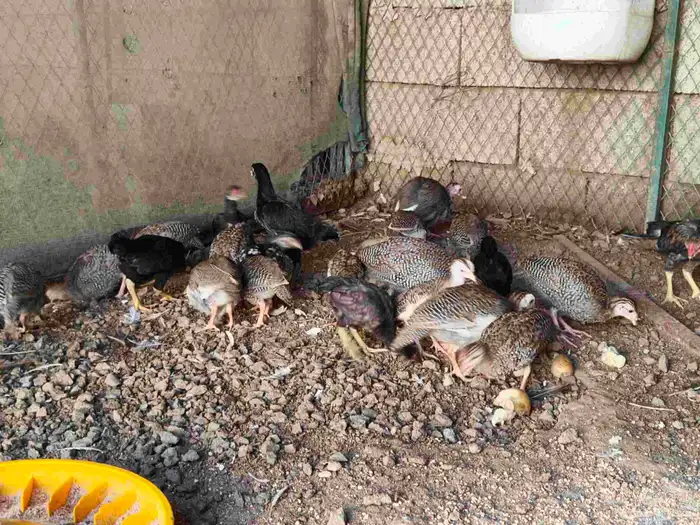 فروخ حجل 1