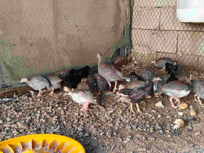 فروخ حجل 0