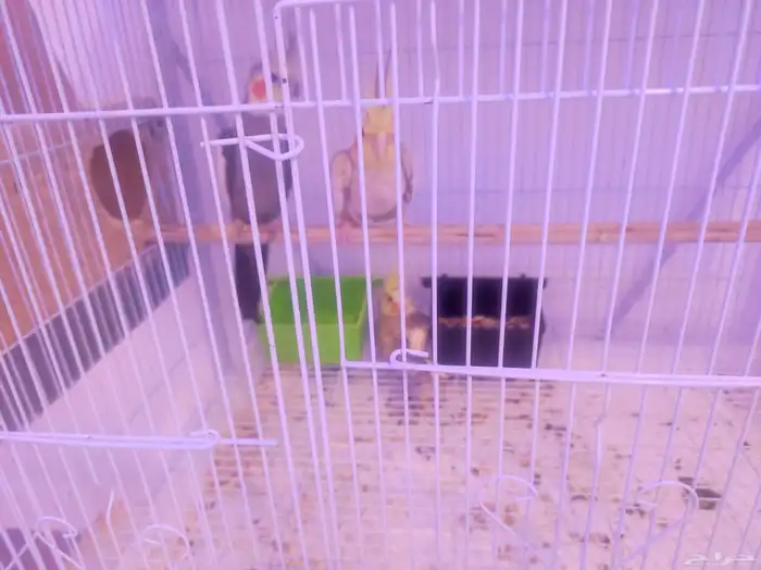 جوز كروان مع الفرخ 0