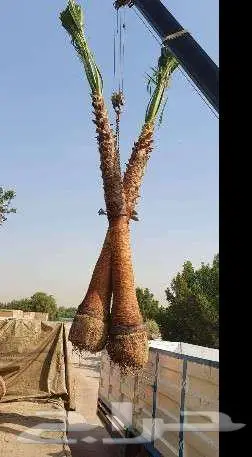 نخل واشنطني 3