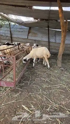 رخيل رفيدي 4