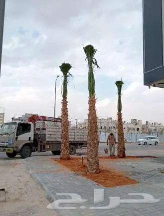 نخل واشنطني 5
