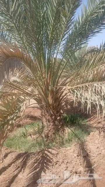 نخل برني العلا للبيع المقاس متر ومتر ونص ومترين 5
