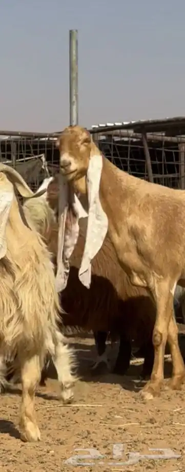 ماعز مطور فاخر من الأخر العدد 3 دفيع 1