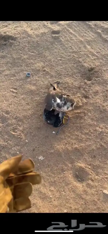 للبيع طير حر 0