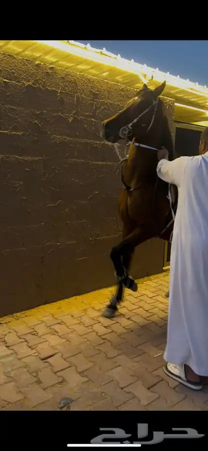 حصان شعبي 1