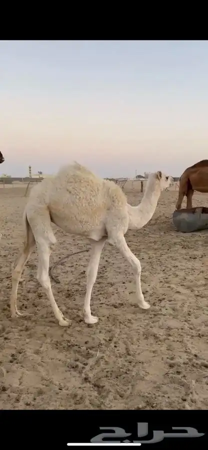 بكره للبيع 0