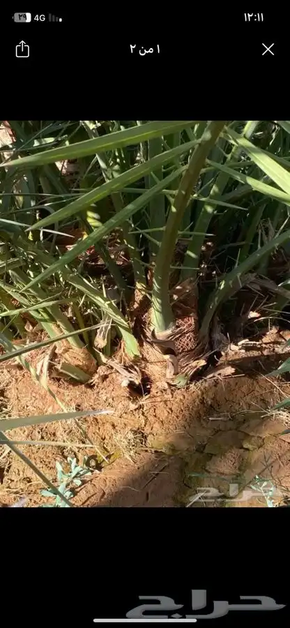 اصناء برني العلا للبيع انتاج فاخر (مبروم) 0