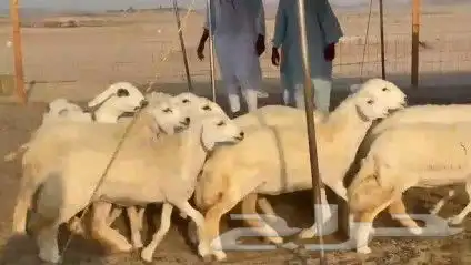 رخال 6