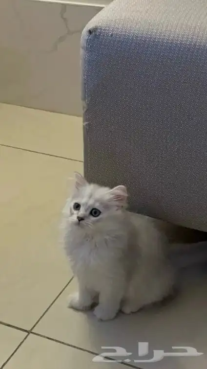 قطط سكوتش ستريت للبيع 2
